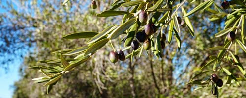 olives adelaide small