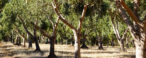 fresh olives adelaide small