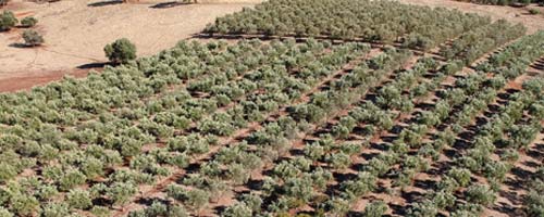 olive grove adelaide small