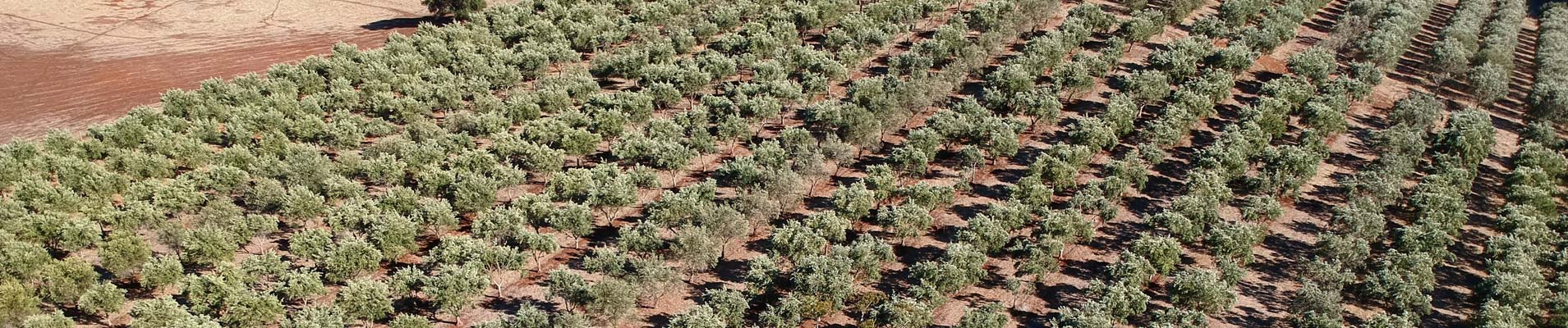 olive grove adelaide