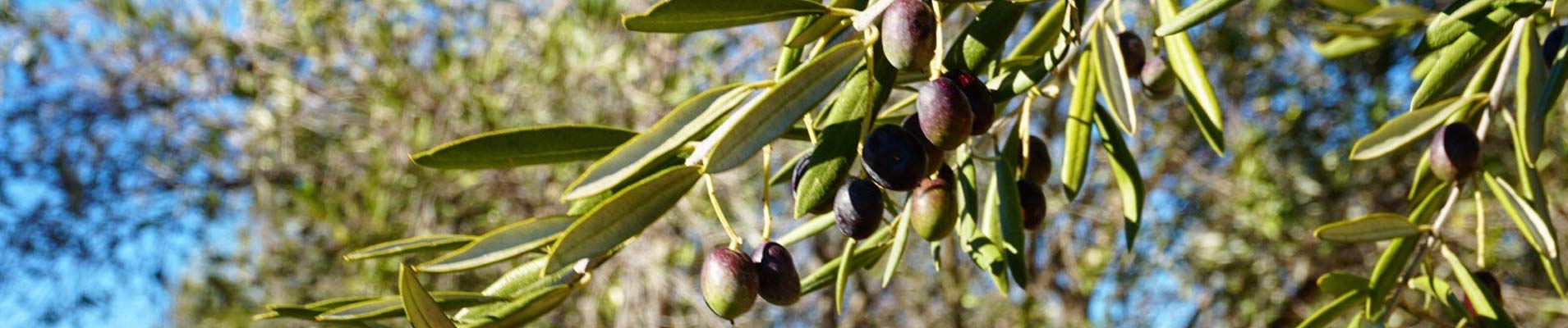 olives adelaide